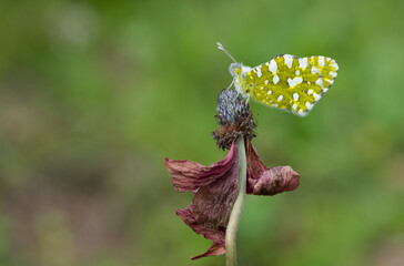 photos of wildlife, insects and butterflies