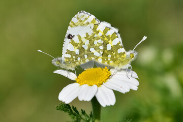 photos of wildlife, insects and butterflies