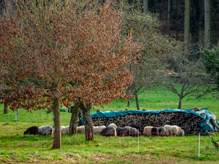 Brennholz Lager im Freien © focus finder