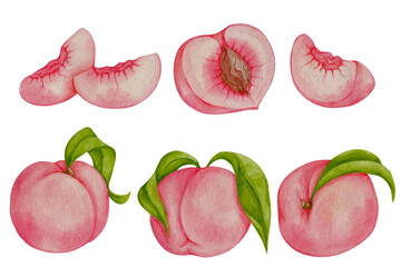 Set of juicy ripe peach fruits and nectarine pieces. Vector graphics.