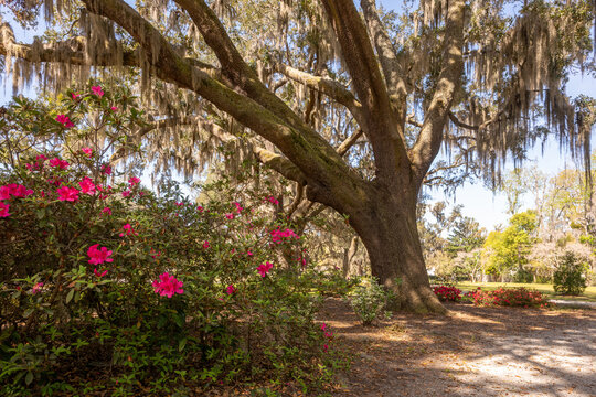 Pathway with azaleas and spanish moss