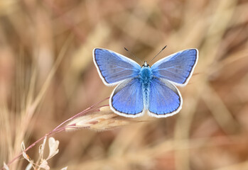 wildlife photos. photos of butterflies in natural areas.
