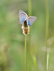 wildlife photos. photos of butterflies in natural areas.