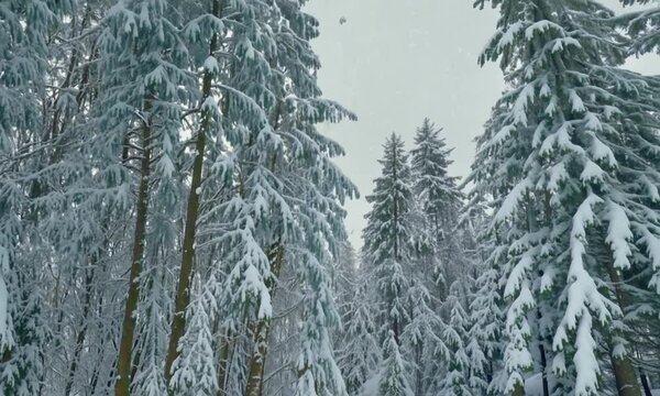 Snow covered forest landscape with tall trees during winter season