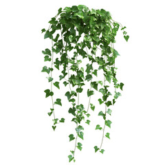 3D Trailing Ivy Plant with Cascading Vines Isolated on Transparent Background