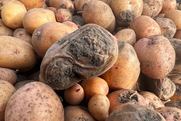 Damaged, spoiled potatoes, unhealthy vegetables. Sick, disease, late blight. Rotten harvest. Crop failure. Tuber affected by bacterial decay. Helminthosporium solani.