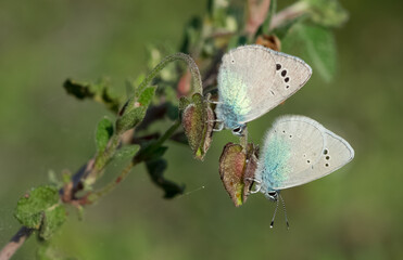 flowers and butterfly in natural life