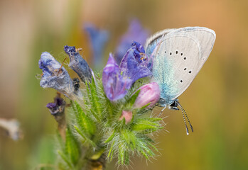 flowers and butterfly in natural life