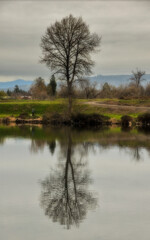 tree on the lake