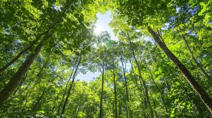 Lush Green Forest with Sunlight Filtering Through Trees