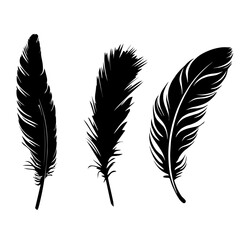 Obraz premium three black bird feathers without background