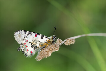 photos of butterflies from wildlife and nature
