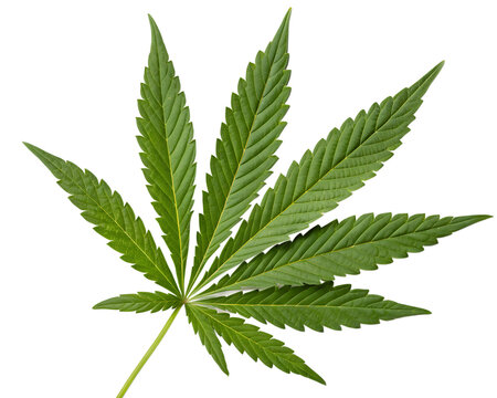 A vibrant cannabis leaf showcasing nature's intricate design against a stark white background. AI Generative