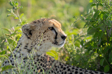 Side portrait shot of a cheetah in the bush