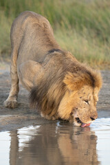 Male lion at sunrise up close drinking water