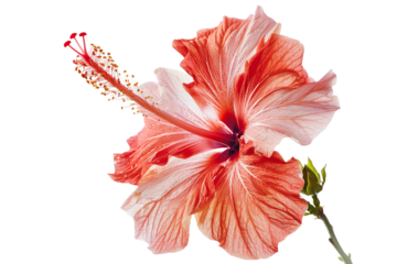 Red hibiscus flower isolated on a white background, no shadow, high-resolution photography,