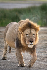 Older male lion with many battle scars