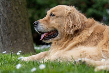 Obraz premium Golden Retriever dog without a leash, happy to roll around on the grass. Concept of happiness and freedom. 
