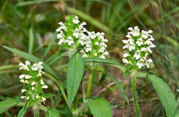 photos of wild plants and flowers.