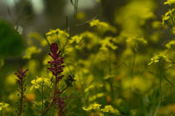 Brassica nigra: Nature at its best