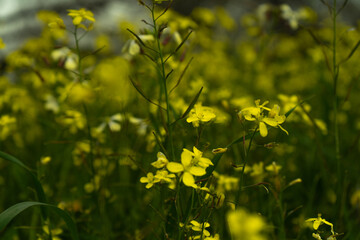 Brassica nigra: Nature at its best