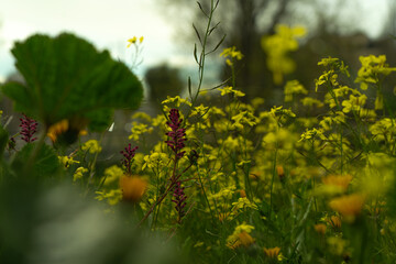 Brassica nigra: Nature at its best