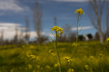 Brassica nigra: Nature at its best