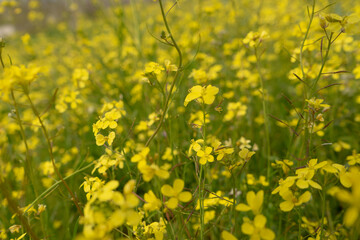 Brassica nigra: Nature at its best