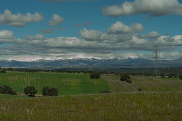 Brassica nigra: Nature at its best