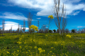 Brassica nigra: Nature at its best