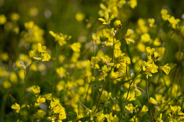 Brassica nigra: Nature at its best