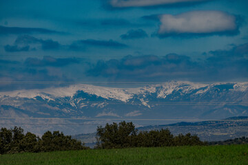 Brassica nigra: Nature at its best