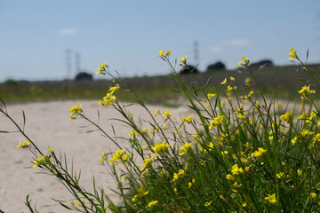 Brassica nigra: Nature at its best
