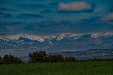 Brassica nigra: Nature at its best