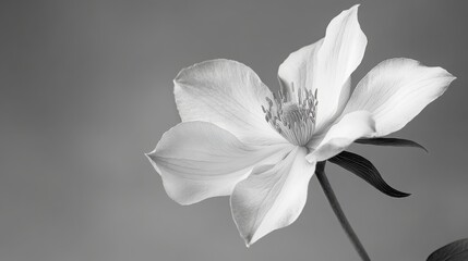 Obraz premium Artistic black and white photograph of a blooming flower.