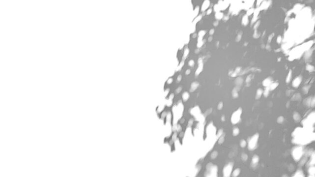 Tree shadow on wall, white background screen ultra keying, Silhouette tree branches and leaves shade waving overlay, organic motion with creative post-production techniques