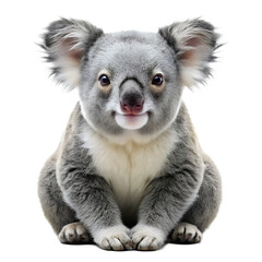 bonus koala  isolated on white background