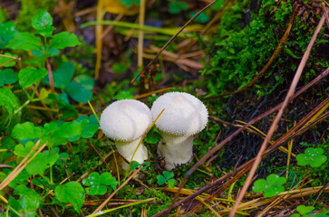 inedible mushrooms in the forest in autumn in grass