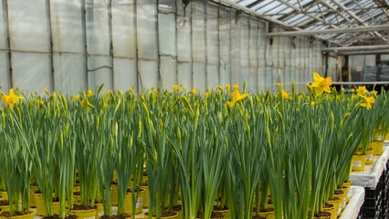 Young yellow daffodils with a large number of flowers and buds in yellow pots are put up for sale in the spring in the greenhouse of the shopping center.