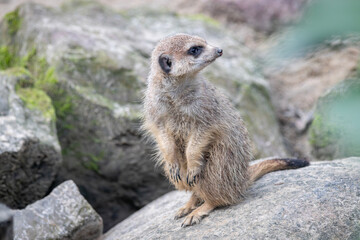 meerkat on guard on a rock
