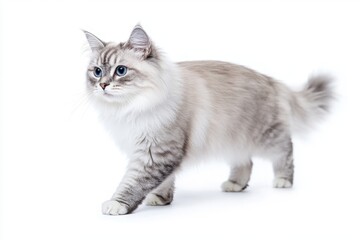 Obraz premium An adorable gray kitten with striking bright blue eyes, captured beautifully in a soft focus setting
