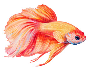 Fototapeta premium Colorful betta fish swimming gracefully in aquatic habitat on a transparent background, cut out
