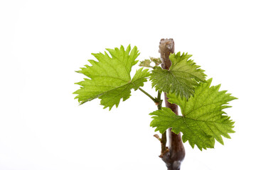 The first leaves on a grapevine during germination