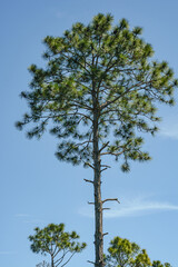 Front view, medium distance of, a Slash pine tree, with a 
sunny, light, blue sky background