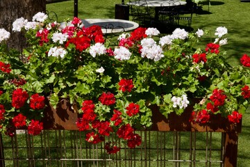 red and white geraniums in a planter box
