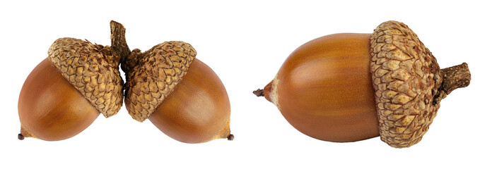 Brown acorn oak nut isolated on white background. Top view. Flat lay