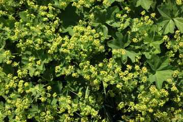 Carpet of blooming Lady's mantle plants ( Alchemilla cf. glabra ) with green leaves in the Austrian Alps