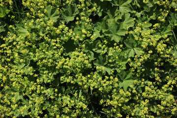 Carpet of blooming Lady's mantle plants ( Alchemilla cf. glabra ) with green leaves in the Austrian Alps