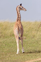Giraffe Calf Portrait