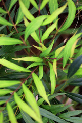 Background photo of close-up of Mahonia confusa leaves